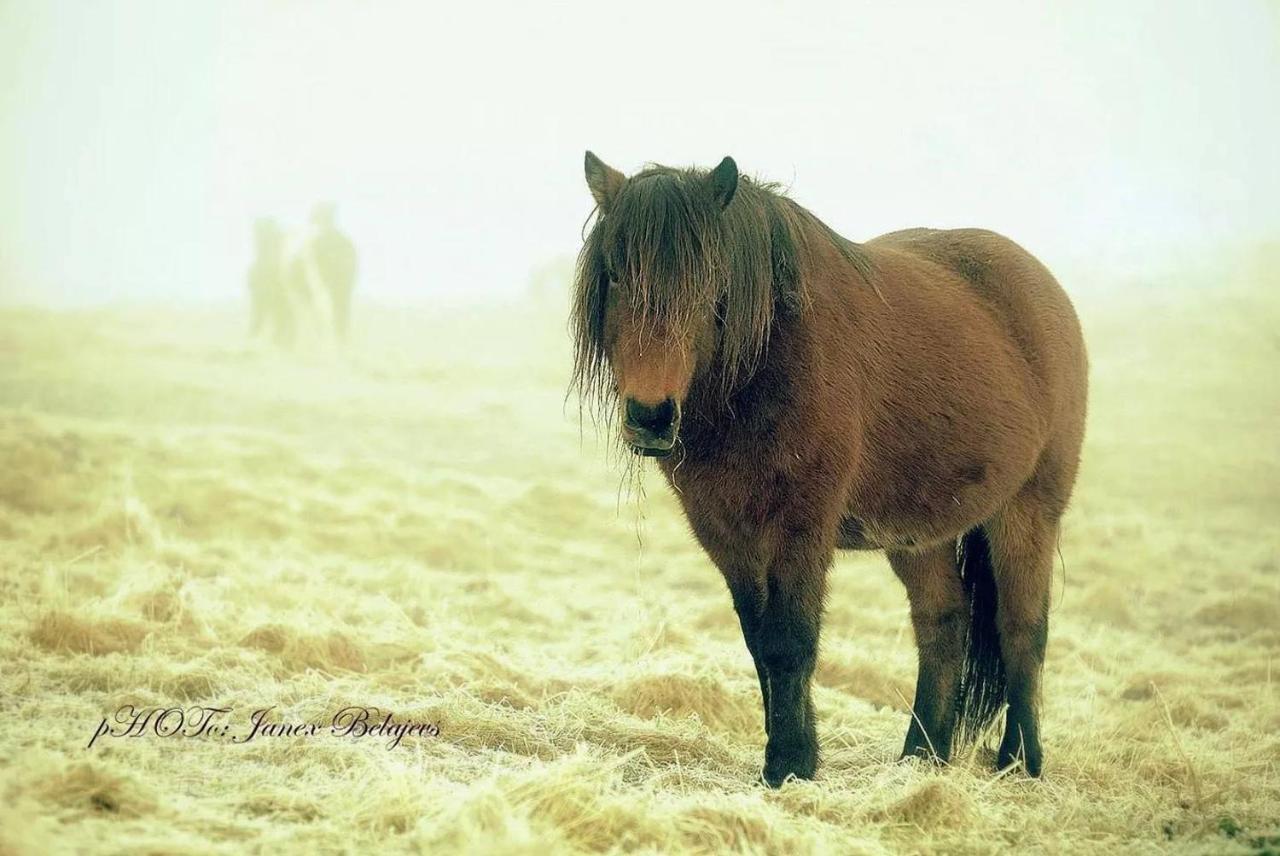Efri-Gegnishólar Selfoss Exterior foto